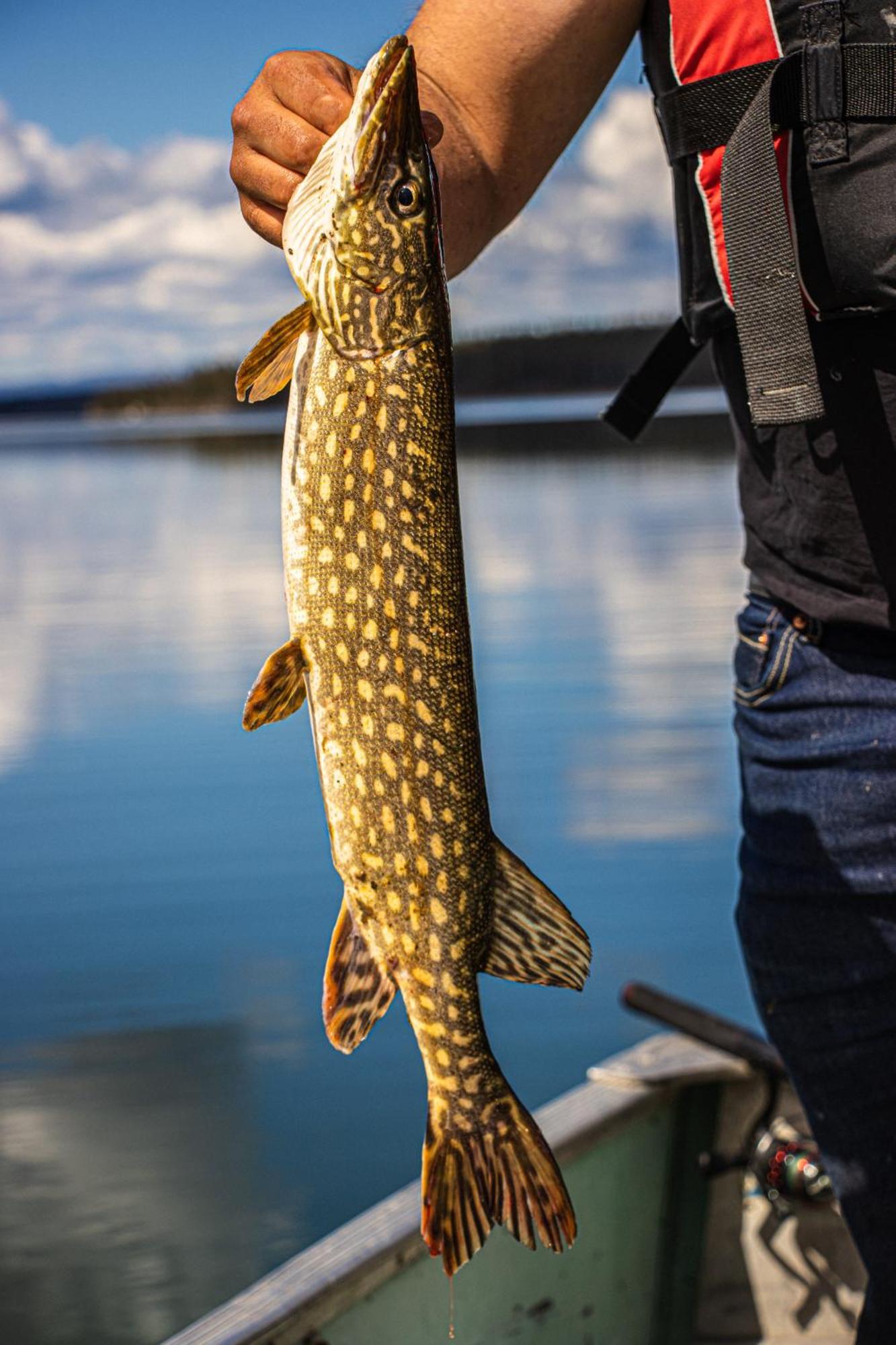 Little Atlin Lodge Tagish Екстериор снимка